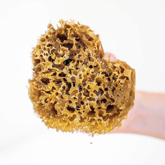 Mediterranean Sea Sponge